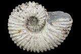 Bumpy Douvilleiceras (Tractor) Ammonite - Madagascar #68211-1